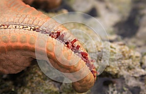 Small red suckers of orange starfish arm