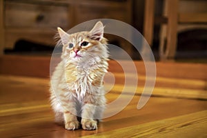 Small red tabby kitten sits on the wooden floor and looks up.