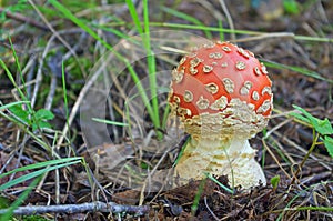 Small red toadstool at the forest