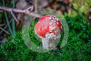 Small red toadstool on mossy forest ground
