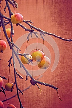 Small red wild paradise apples on an autumn leafless tree branc