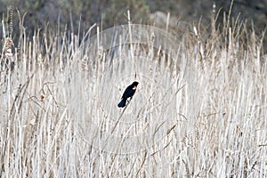 Small red wing blackbird perched among light spring reeds, beaut