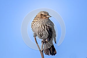 Small red-winged black bird perched on tree branch