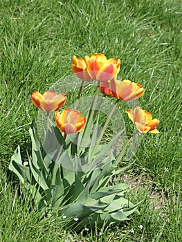 Red-yellow tulip flowers