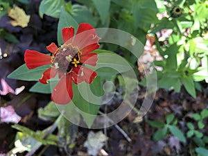 A Small Red Zinnia Missing Most Petals