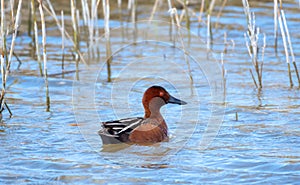 Small reddish brown duck paddling in the water next to some reeds. Cinnaomon teal