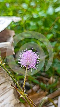 small reedy flowers