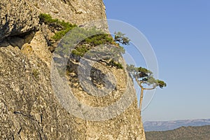 Small relict pines on a steep rocky slope. photo