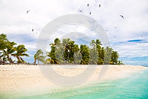 Small remote tropical island motu overgrown with palms. Sandy beach, big flock of birds flying. Funafuti atoll, Tuvalu, Oceania.