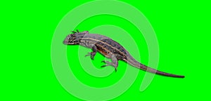 Isolated small wild lizzard photo