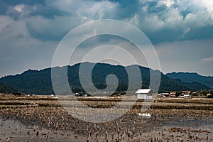 Small resting hut at countryside tarnish framing rice field at morning with cloudy sky