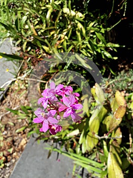 Epidendrum Radicans
