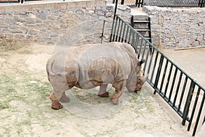 Small rhinoceros is eat grass