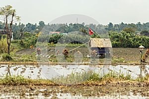 A small rice field in an Asian village. In the middle of the field is a small house with a straw roof