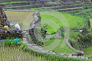 Small rice plants and women working on the rice fields in Batad