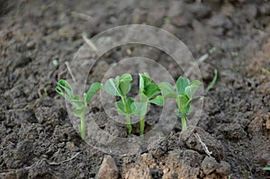 The small ripe green peas plant seedlings in the garden