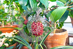 Small ripe pineapple in a tropical greenhouse