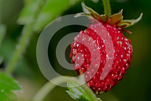 A small, ripe sweet wild strawberry on a peduncle.