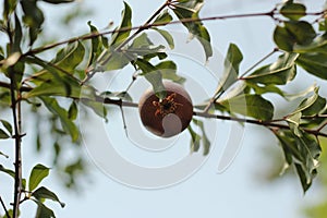 small ripening red delicious pomegranate fruit hanging on it's own on a tree branch