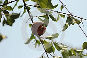 small ripening red delicious pomegranate fruit hanging on it's own on a tree branch