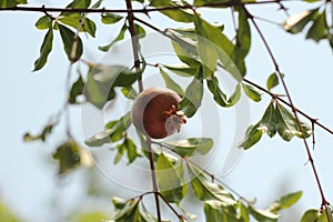 small ripening red delicious pomegranate fruit hanging on it's own on a tree branch