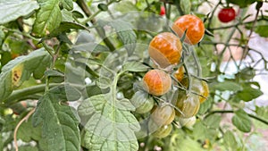 small ripening red and yellow tomatoes on a branch.