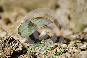 Small rising plant, radish