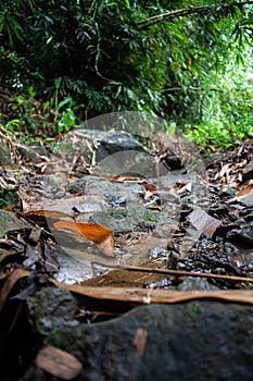 small rive in rainforest indonesia