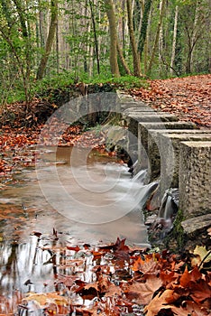 Small river between an autumnal forest