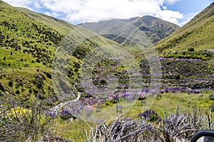 A small river with banks covered in Lupine flowers in New Zealand