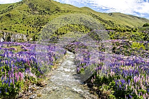 A small river with banks covered in Lupine flowers in New Zealand