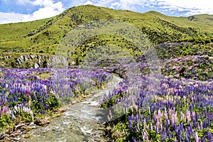 A small river with banks covered in Lupine flowers in New Zealand