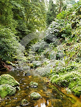 Small river at Botanical Garden of Ribeira do Guilherme, SÃ£o Miguel Island photo