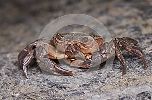 Small River Crab