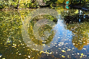 small river with fallen leaves in urban park