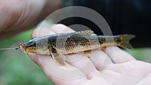 Small river fish in hands