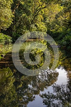 Small river in the florest