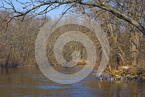 Small river flow in forest
