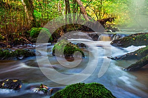 Small river flow in forest