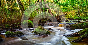 Small river flow in forest