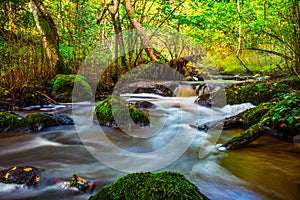 Small river flow in forest