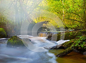 Small river flow in forest