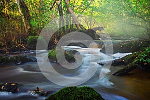 Small river flow in forest