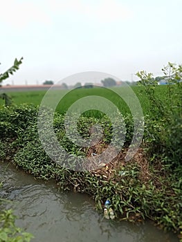 small river flow, to irrigate crops in rice fields?