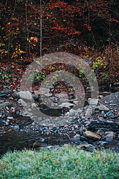 small river flowing through the forest. mountain stream