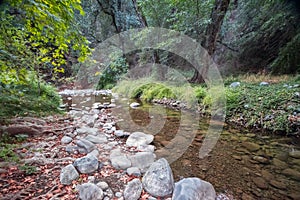 Small river flowing through woods in Paphos forest, Cyprus