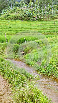 A small river flows through the rice fields. Portraits.