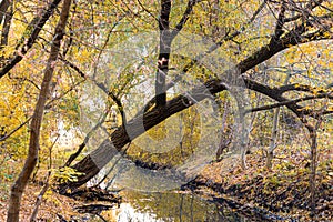 Small river in the forest in autumn