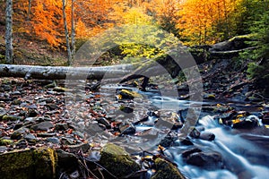 Small river in a forest on a autumnal day