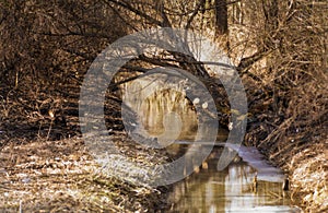 A small river in the forest